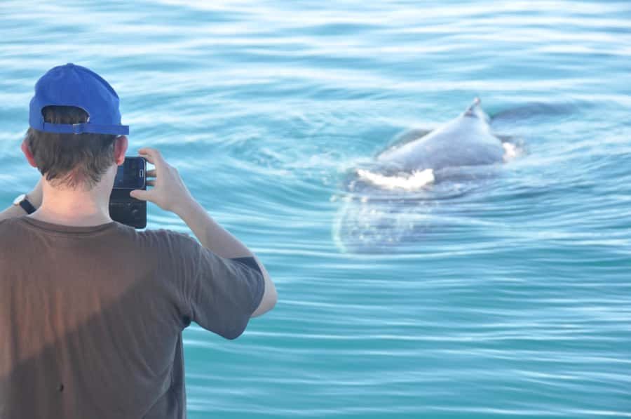 Broome: Whale Watching & Sunset Cruise - Key Points at a Glance