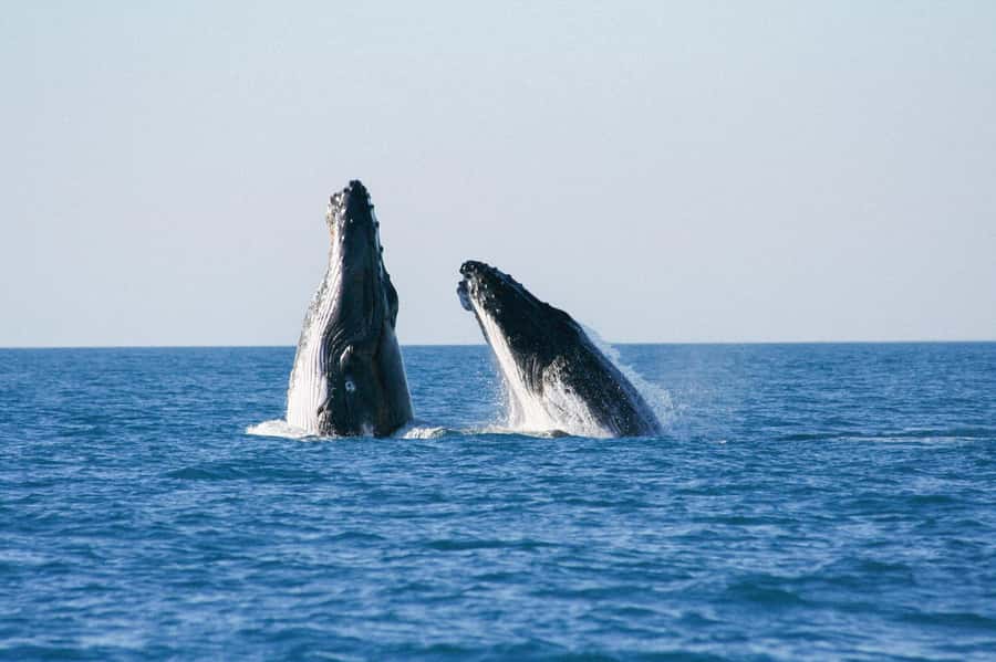 Broome: Whale Watching & Sunset Cruise - Broome Humpback Whales From a Spacious Catamaran