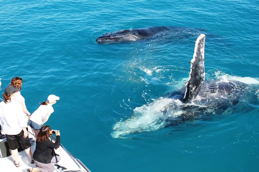 Broome: Whale Watching & Sunset Cruise - The 4.5-Hour Plan: Safety, Net Swim, Whale Watching, Sunset