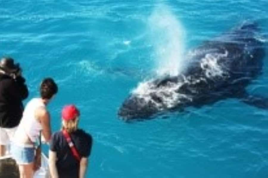 Broome: Whale Watching & Sunset Cruise - Price and What You Get for $127