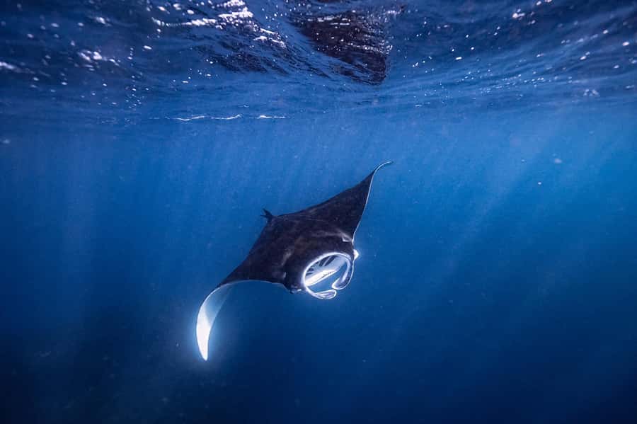 Brunswick Heads: Snorkelling in Byron Bay - Key highlights you’ll care about