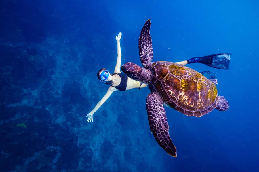 Brunswick Heads: Snorkelling in Byron Bay - Julian Rocks Marine Sanctuary (Nguthungulli): why this snorkel works