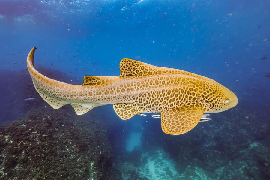 Brunswick Heads: Snorkelling in Byron Bay - The snorkeling session: how the sanctuary experience feels