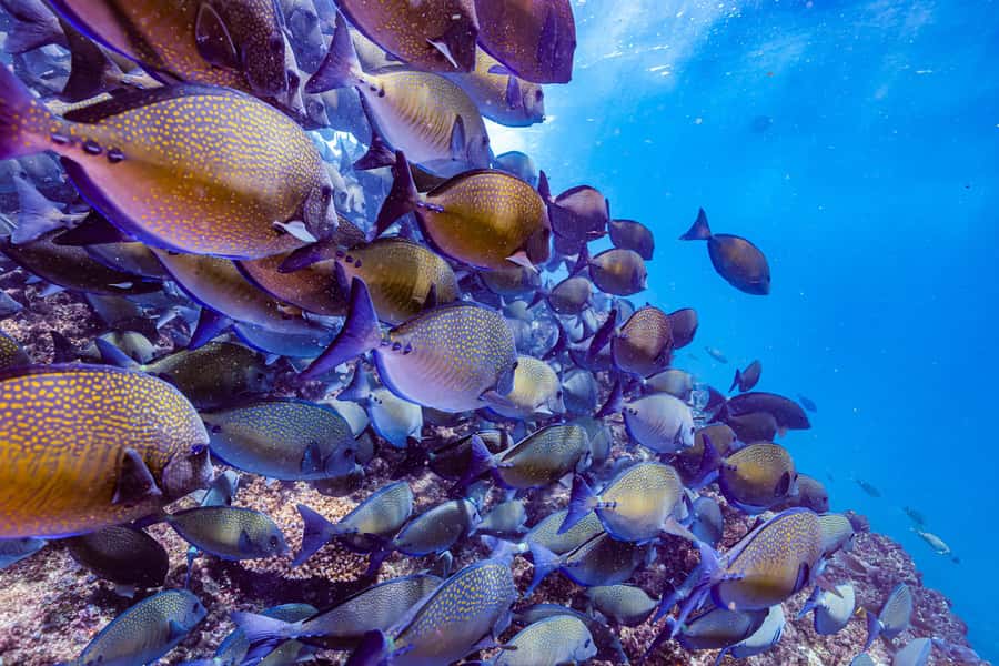 Brunswick Heads: Snorkelling in Byron Bay - What you’re actually bringing (and what the tour handles)