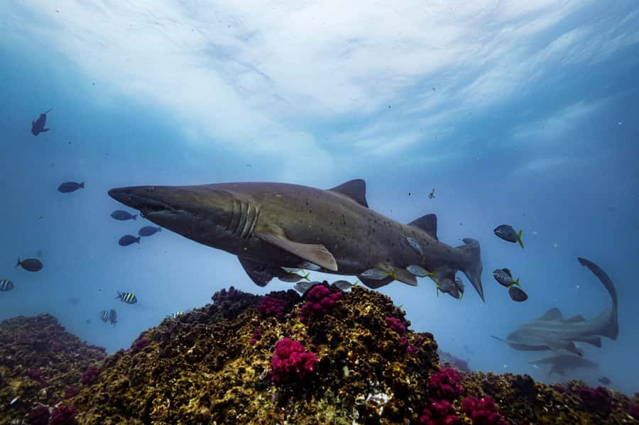 Brunswick Heads: Snorkelling in Byron Bay - Price and value: what $91 buys you in the real world