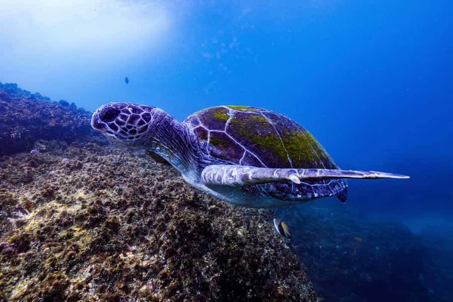 Brunswick Heads: Snorkelling in Byron Bay - Who this snorkel suits best (and who should skip it)