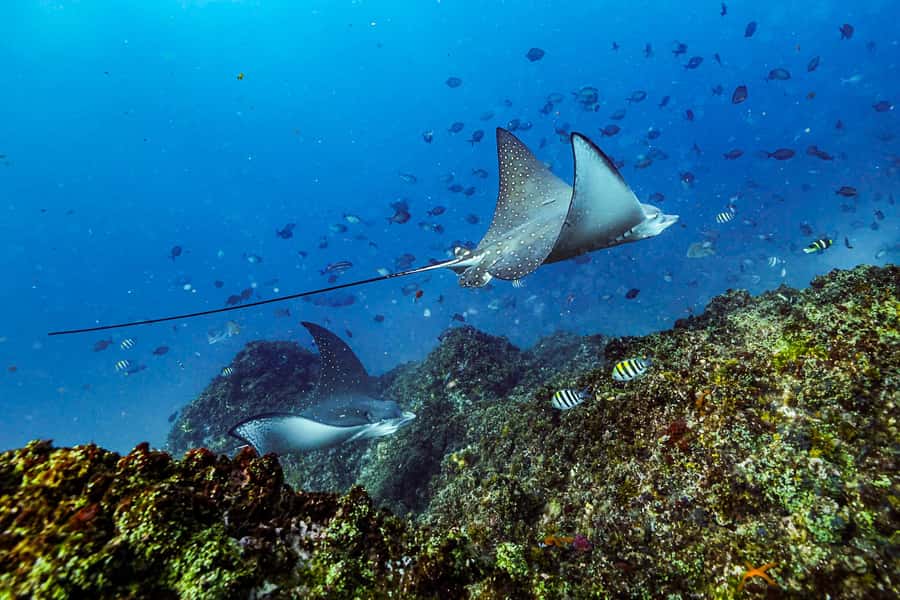 Brunswick Heads: Snorkelling in Byron Bay - The rules that keep the day smooth (and protect the animals)