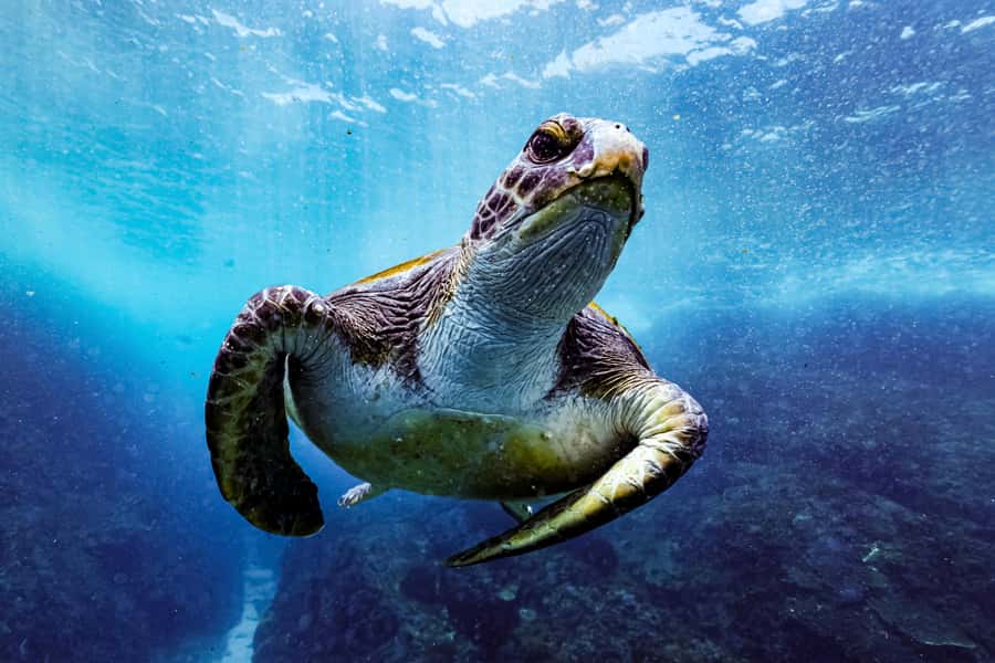 Brunswick Heads: Snorkelling in Byron Bay - From Brunswick Heads to Apollo 2: getting on the water