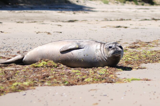 Bruny Island Small-Group Guided Tour From Hobart - Key highlights worth clocking