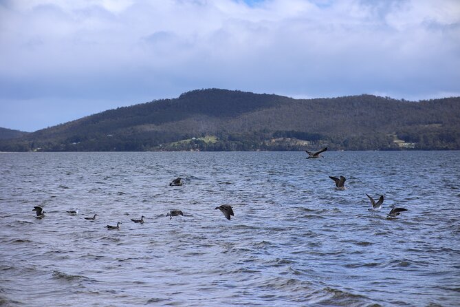 Bruny Island Small-Group Guided Tour From Hobart - South Bruny and the walking track: a change of pace into wilderness time