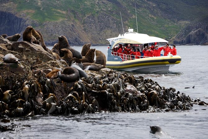 Bruny Island Wilderness Cruise from Adventure Bay, Bruny Island - Key highlights to look for