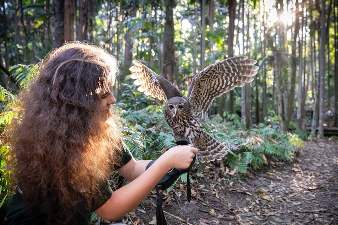 Buderim Forest Flight Owl Encounter and Tour - Quick Highlights You’ll Care About