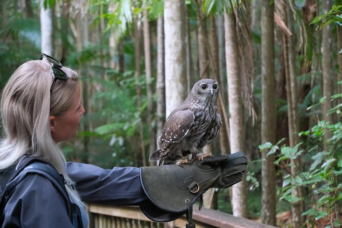 Buderim Forest Flight Owl Encounter and Tour - A Small-Group Owl Encounter in Buderim’s Forest Parks