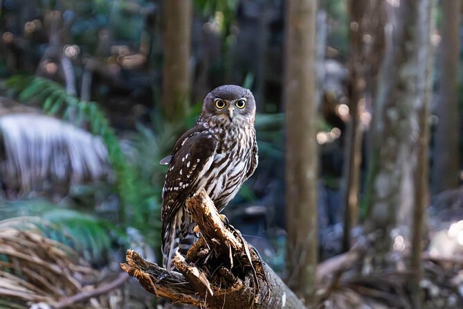 Buderim Forest Flight Owl Encounter and Tour - Stop 2 at Buderim Forest Park: Rainforest Boardwalk Walk and Owl Flight Over Water