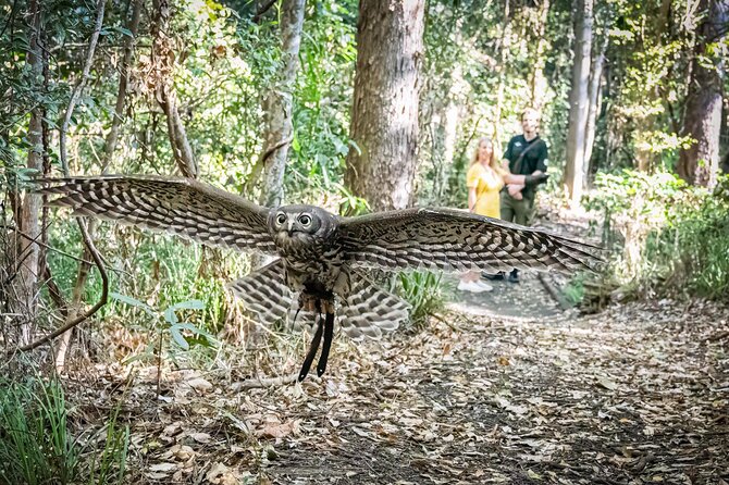 Buderim Forest Flight Owl Encounter and Tour - What You’ll Learn and How the Interaction Works