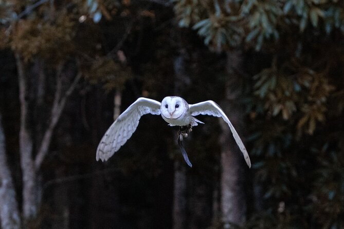 Buderim Forest Flight Owl Encounter and Tour - Price and Value: Is It Worth $114.76 Per Person?