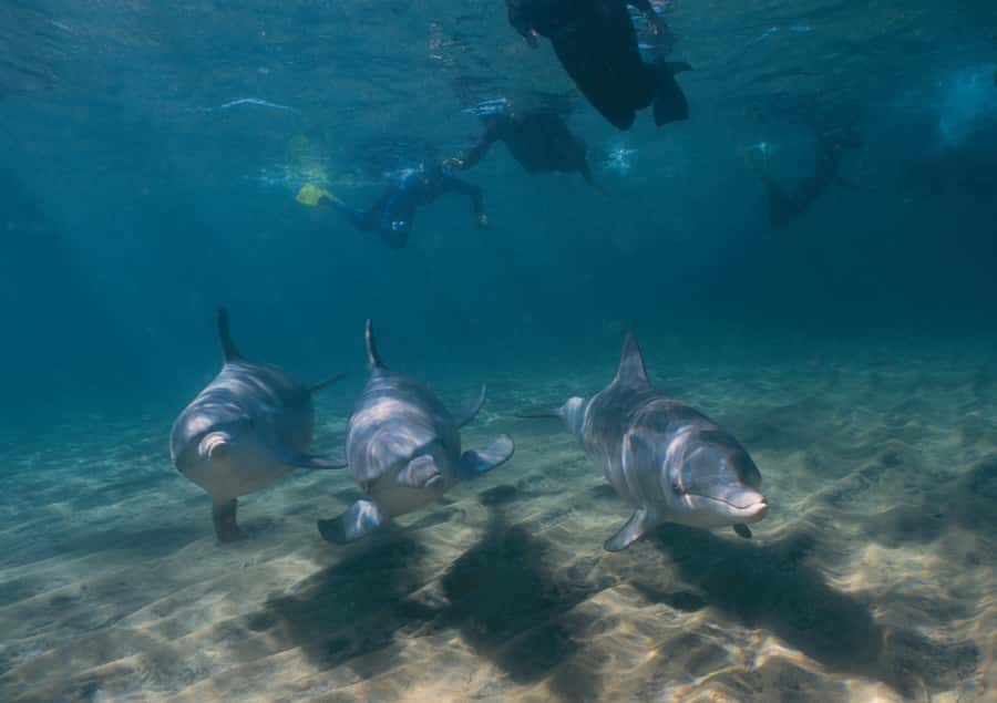 Bunbury: Swim with Dolphins Tour - Key points to know before you go