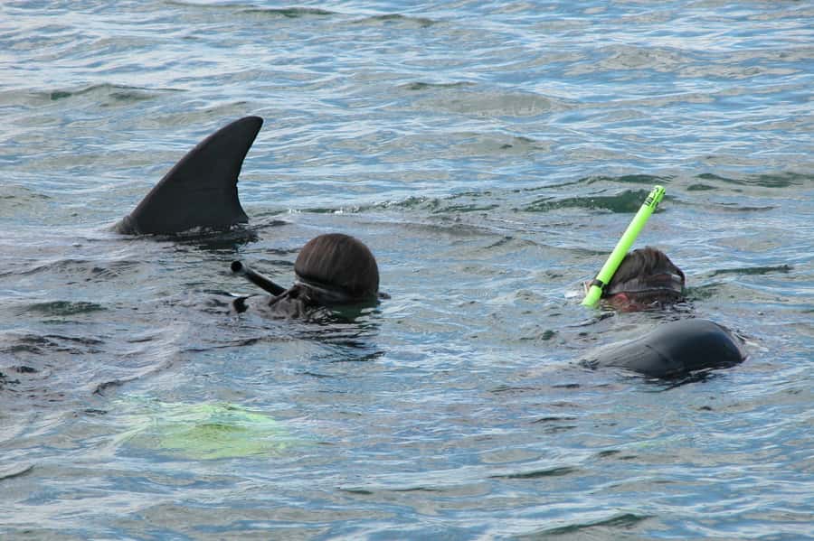 Bunbury: Swim with Dolphins Tour - Price and what you actually get for $155