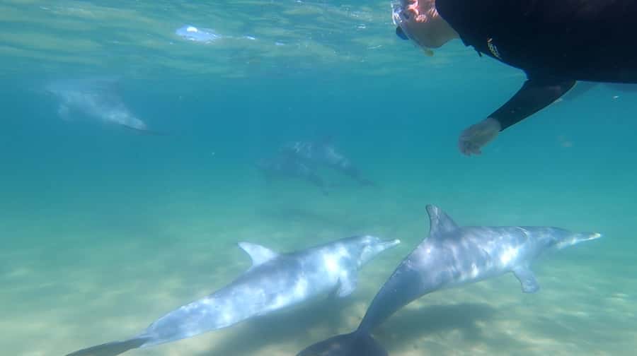 Bunbury: Swim with Dolphins Tour - Koombana Bay: the dolphins are the schedule