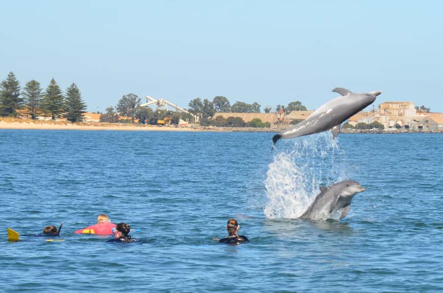 Bunbury: Swim with Dolphins Tour - Getting kitted up: comfort is part of the thrill