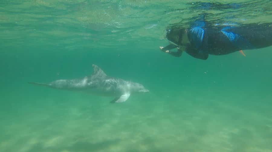 Bunbury: Swim with Dolphins Tour - The swim itself: what “interaction” really means