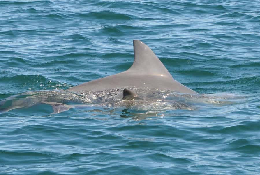 Bunbury: Swim with Dolphins Tour - Learning about dolphins while you’re in their world