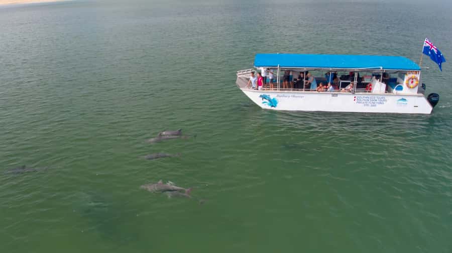Bunbury: Swim with Dolphins Tour - What to watch out for (besides the dolphins)