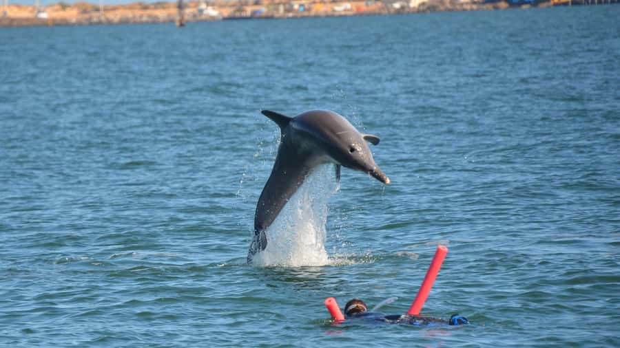Bunbury: Swim with Dolphins Tour - Who this tour suits best