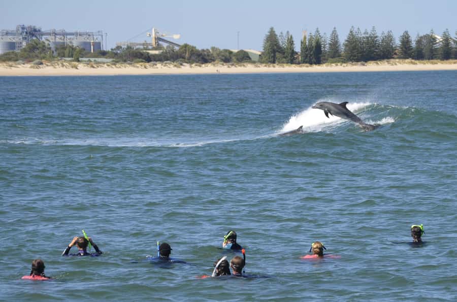 Bunbury: Swim with Dolphins Tour - Dolphin Discovery Centre to Koombana Bay: how the 4 hours plays out