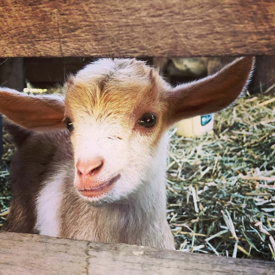 Bundaberg: Family-Friendly Entry Ticket to Splitters Farm - Price and value: is $28 per person worth it?