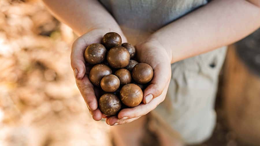 Bundaberg: Macadamia Orchard Tour - Macadamias Australia on Goodwood Rd: Easy Start, Quick Orientation