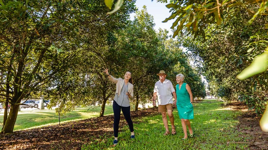 Bundaberg: Macadamia Orchard Tour - The Steinhardt Legacy and Macadamia Lane: The Story Behind the Snack