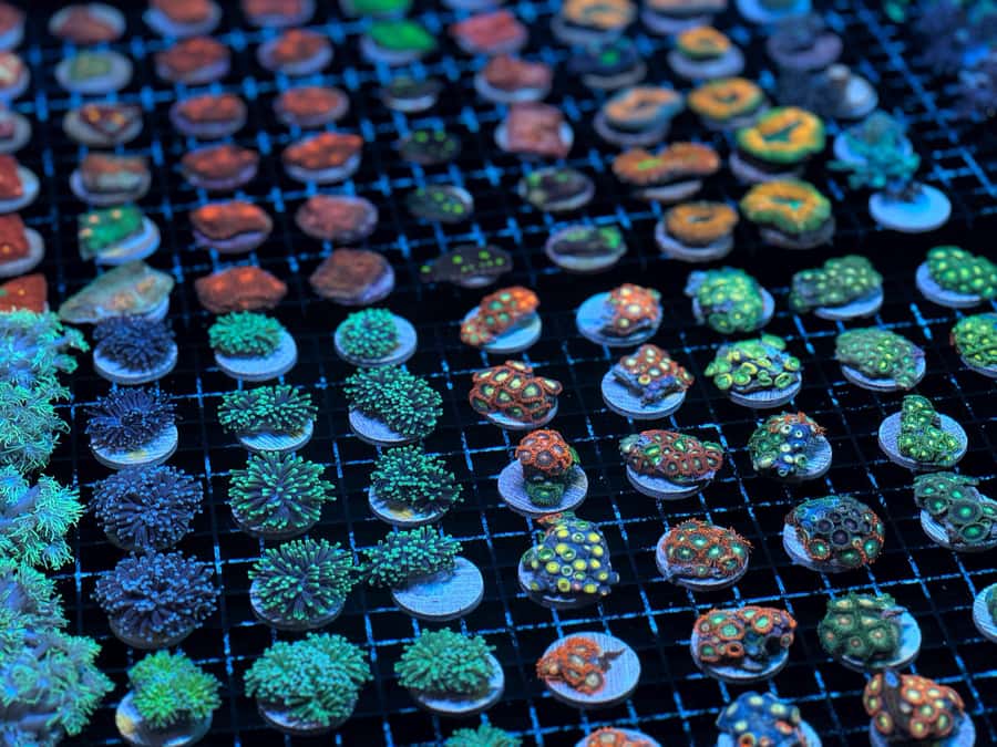 Bundaberg: Monsoon Aquatics Coral Farm Guided Tour - Price and time: does $22 for one hour feel fair?