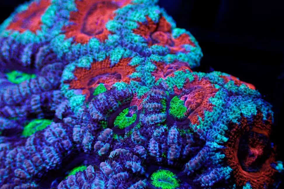 Bundaberg: Monsoon Aquatics Coral Farm Guided Tour - Who this tour fits best (and who might want a different plan)