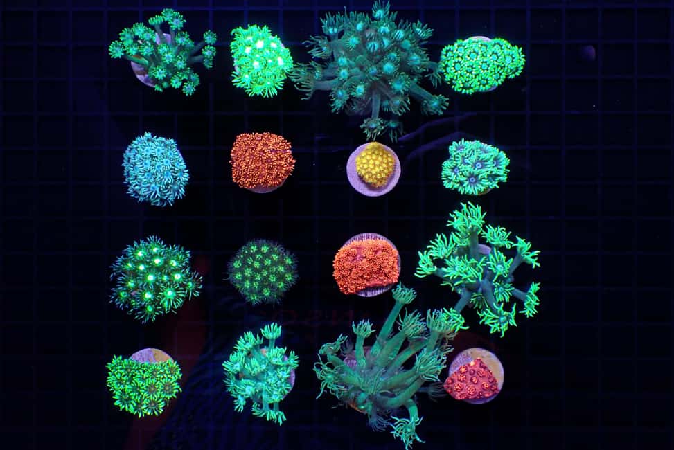 Bundaberg: Monsoon Aquatics Coral Farm Guided Tour - Should you book the Monsoon Aquatics Coral Farm Guided Tour?