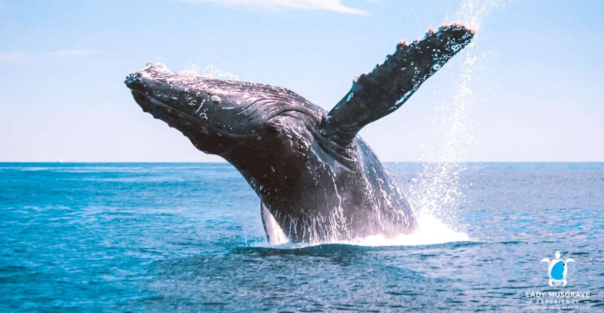 Bundaberg: Whale Watching Sightseeing Cruise with Lunch - Key things to know before you sail