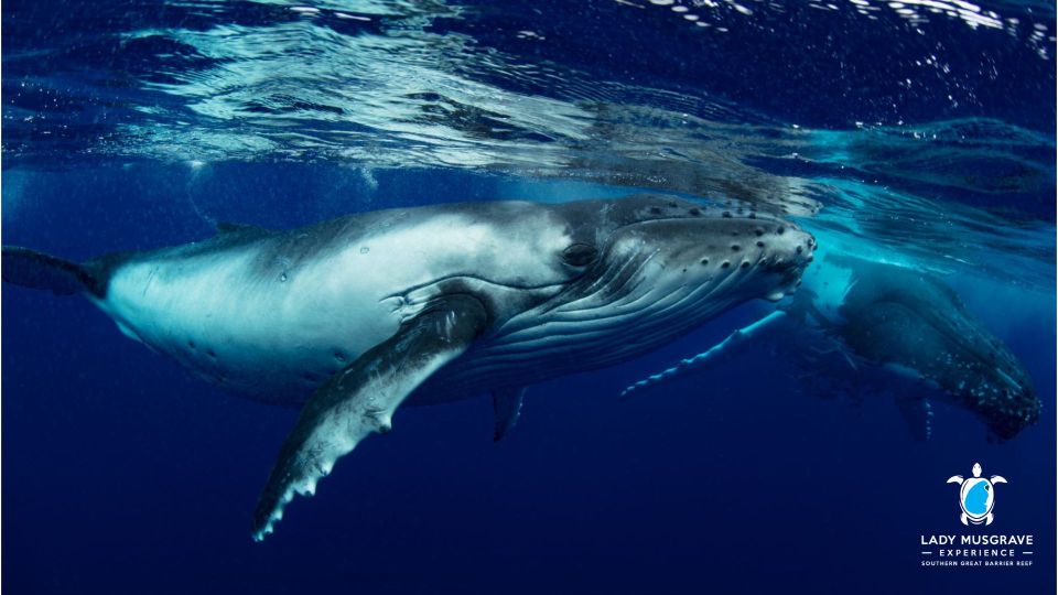 Bundaberg: Whale Watching Sightseeing Cruise with Lunch - Why Bundaberg’s humpback highway is the main event