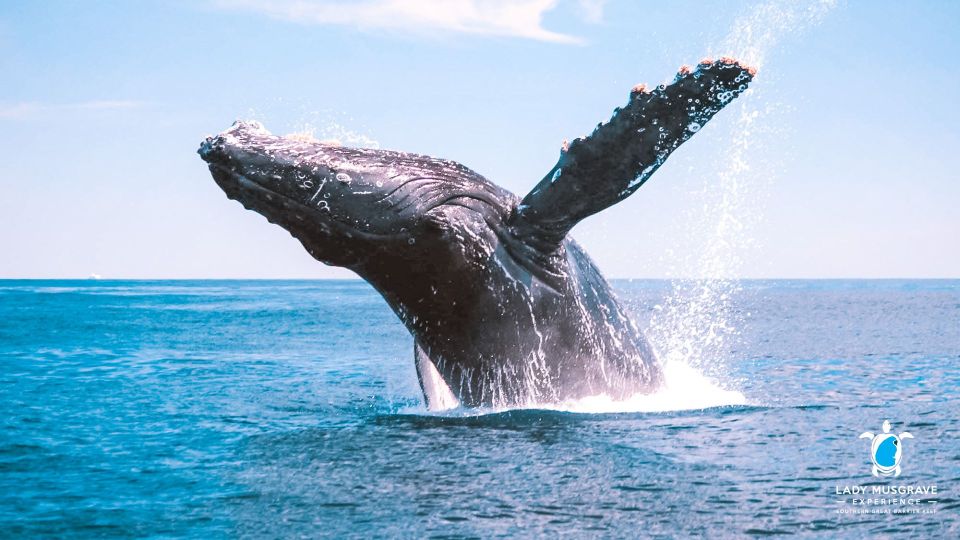 Bundaberg: Whale Watching Sightseeing Cruise with Lunch - Live commentary that turns sightings into real understanding