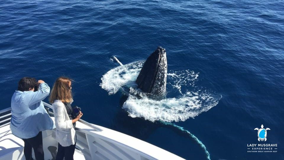 Bundaberg: Whale Watching Sightseeing Cruise with Lunch - Tips to get better views without overthinking it