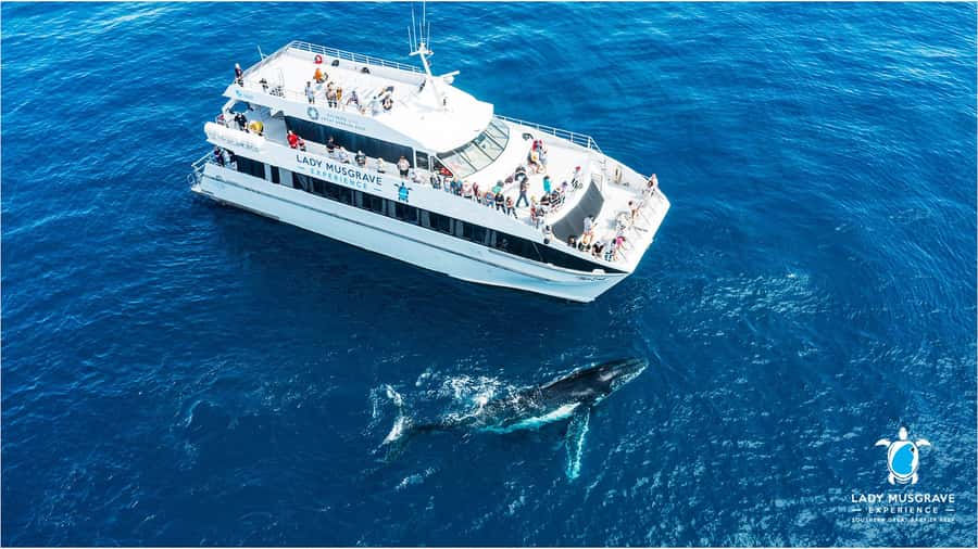 Bundaberg: Whale Watching Sightseeing Cruise with Lunch - The boat setup: roomy decks for spotting fast-moving whales