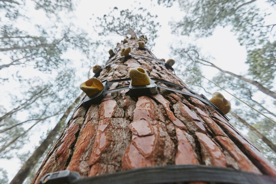 Busselton: Forest Adventure with Zip Lining and Rope Course - What to wear and bring so you don’t waste time