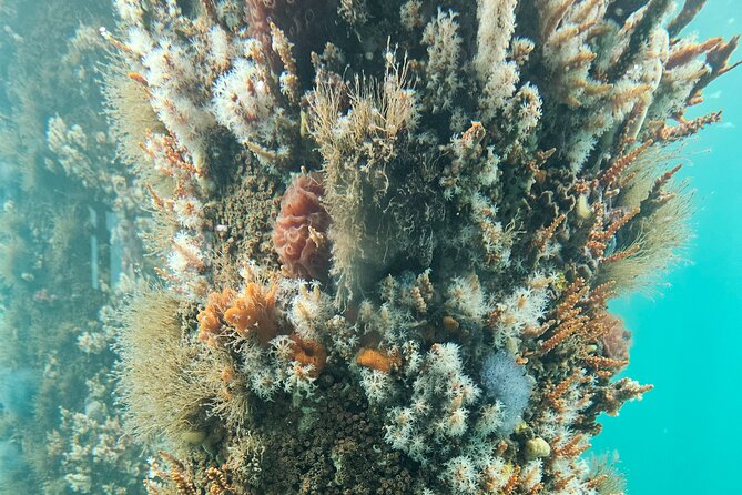Busselton Jetty and Underwater Observatory - Who this tour fits best (and who should skip it)