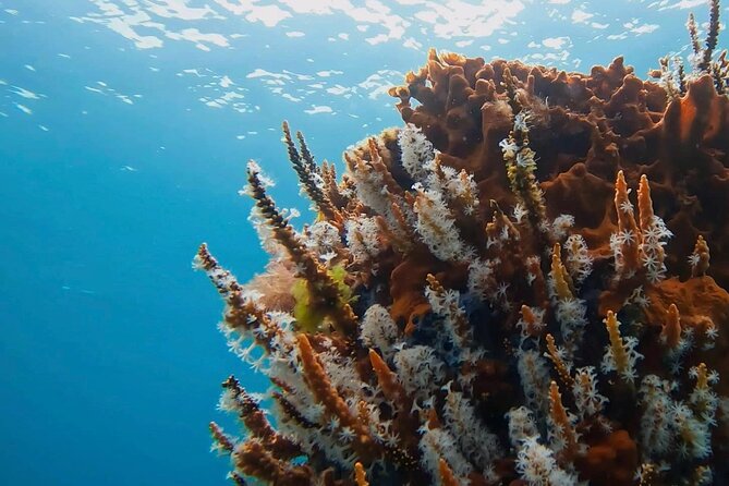 Busselton Jetty and Underwater Sculptures Snorkel Boat Tour - Key highlights I’d plan around