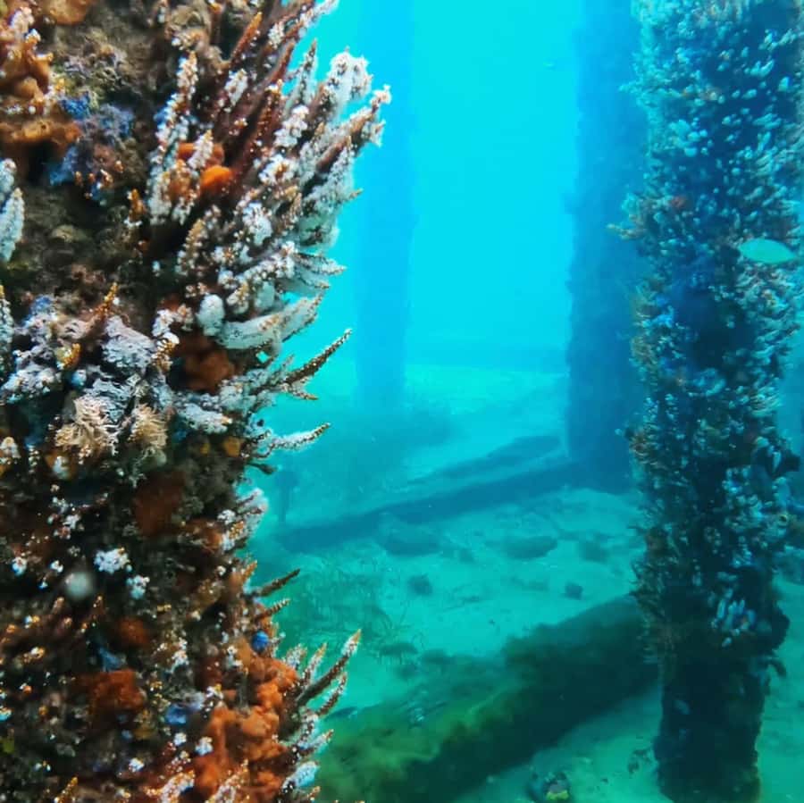 Busselton: Jetty Scuba Dive Tours with Underwater Sculptures - Price and what $140 really buys you in Busselton