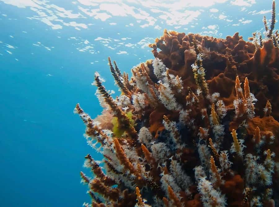 Busselton: Jetty Snorkeling Tour with Underwater Sculptures - Key points at a glance