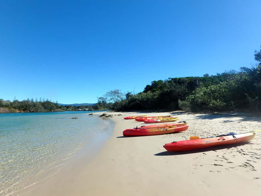 Byron Bay: Brunswick River Scenic Kayak Tour - Mangroves, Birds, and Marine Life: What to Actually Look For