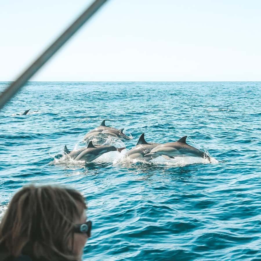 Byron Bay: Cruise with Dolphins Tour - Key things worth knowing before you go