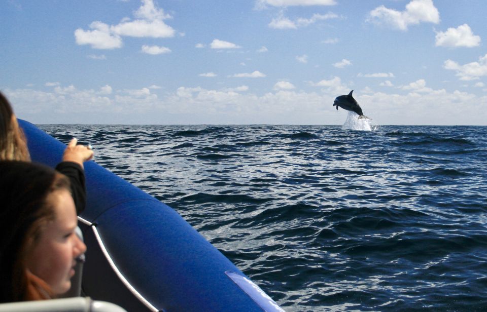 Byron Bay: Cruise with Dolphins Tour - Price and value: is $67 a fair deal?