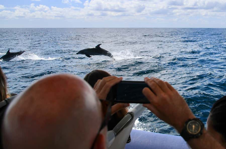 Byron Bay: Cruise with Dolphins Tour - Why this dolphin cruise feels more than a quick tour