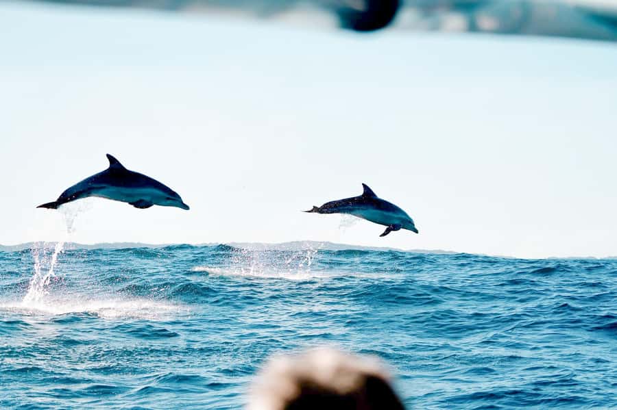 Byron Bay: Cruise with Dolphins Tour - What you’ll see along the cliffs and hidden beaches